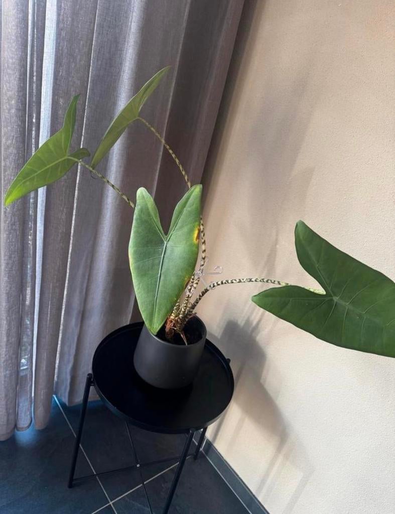 Alocasia Zebrina (olifantsoor), Huis en Inrichting, Kamerplanten, Ophalen, Overige soorten, In pot, Minder dan 100 cm