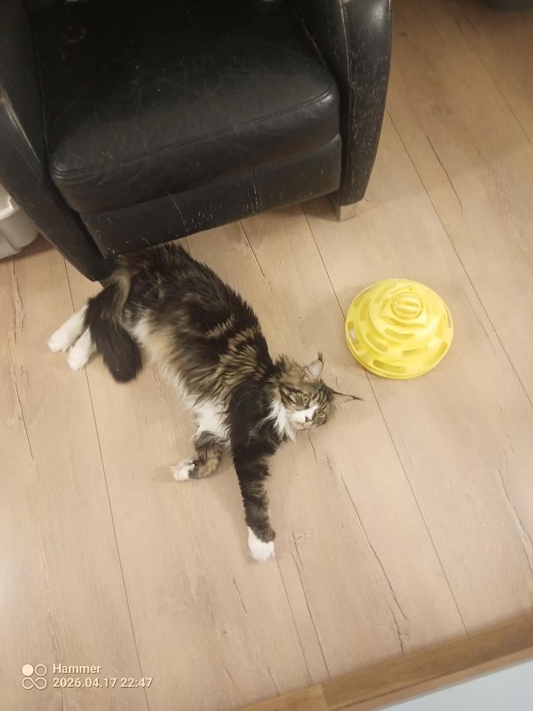 Russische Maine Coon kitten, Dieren en Toebehoren, Poes, Met stamboom