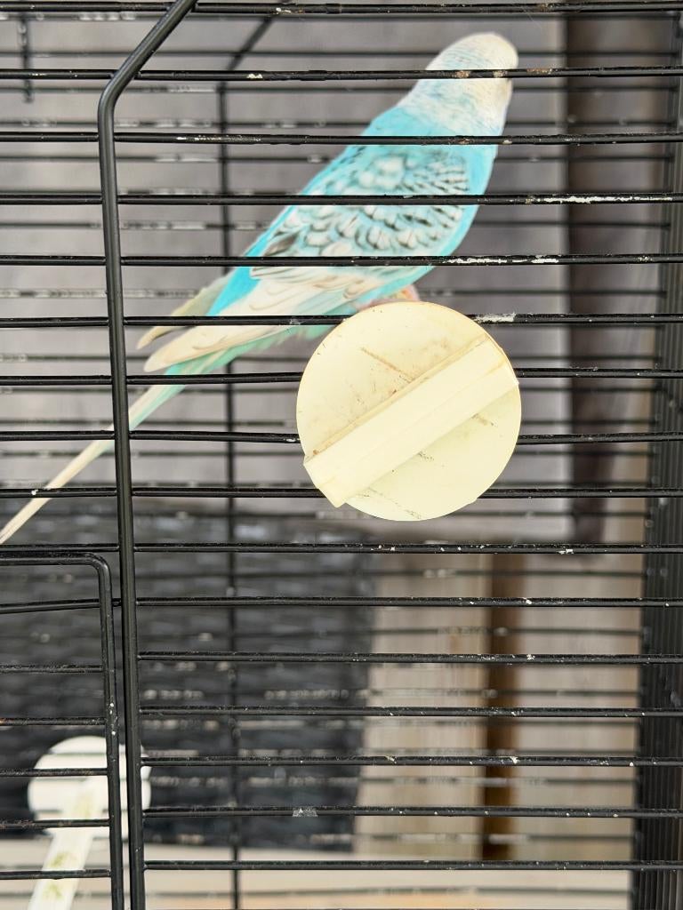 lichtblauw parkietje met kooi., Dieren en Toebehoren, Vogels | Parkieten en Papegaaien, Vrouwelijk, Parkiet