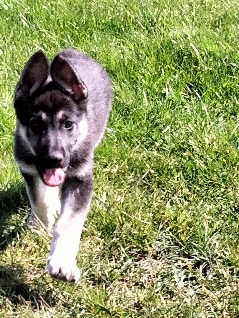 Oost Europese herder pups, Dieren en Toebehoren, 8 tot 15 weken, Meerdere, Meerdere dieren, Herder