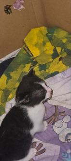 2 vrouwtjes kittens, Dieren en Toebehoren, Katten en Kittens | Raskatten | Korthaar