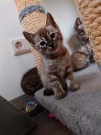 Bengaal Kitten , Stamboom, Luxury color, Dieren en Toebehoren, Poes, Met stamboom, 0 tot 2 jaar