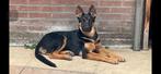 Duitse herder te koop, Parvo, Reu, Eén hond, 3 tot 5 jaar