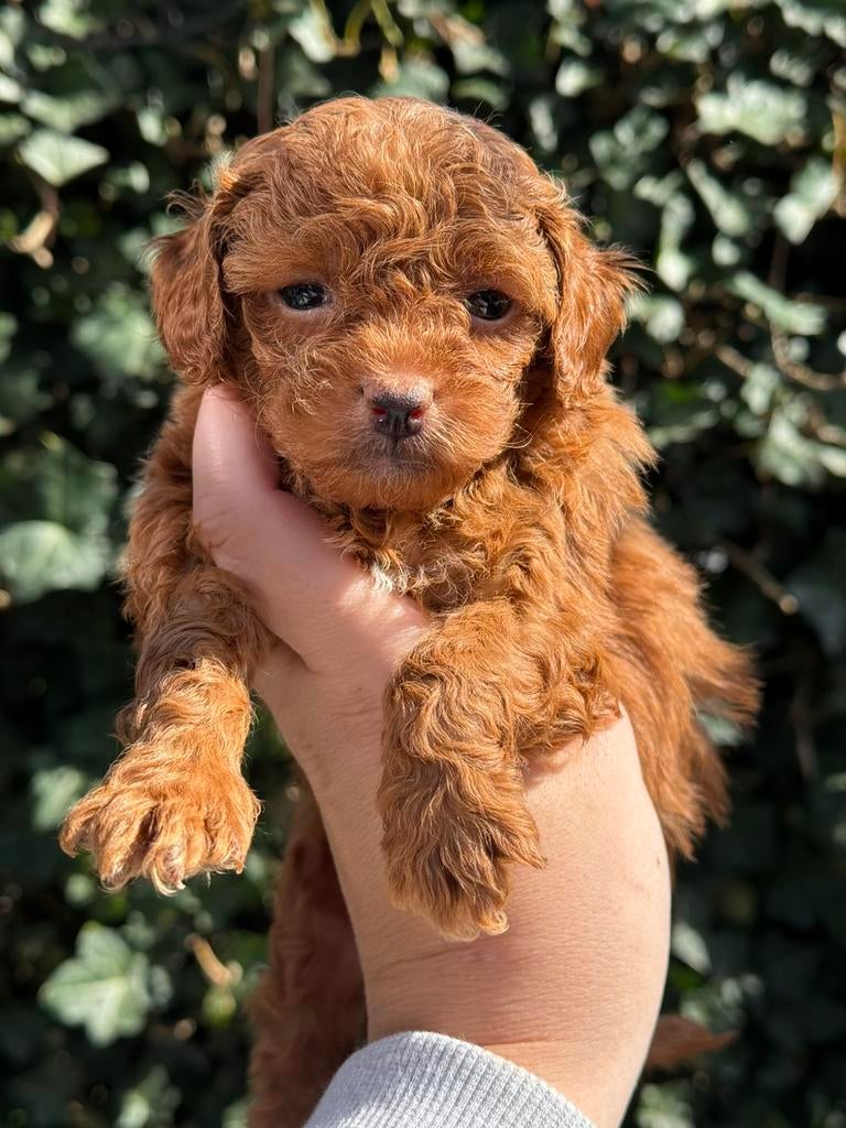 Mini doodle pups  mini labradoodle pups, Parvo, Overige rassen, 8 tot 15 weken, Meerdere