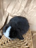 3 jonge minilop ramnetje met stamboom, Dieren en Toebehoren, Konijnen, Mannelijk, Dwerg