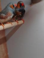 Grote bl.face split charcoals mannen deels geringd 2025, Dieren en Toebehoren, Mannelijk, Geringd