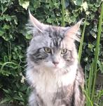maine coon  niet te koop, Dieren en Toebehoren, Katten en Kittens | Dekkaters, 3 tot 5 jaar