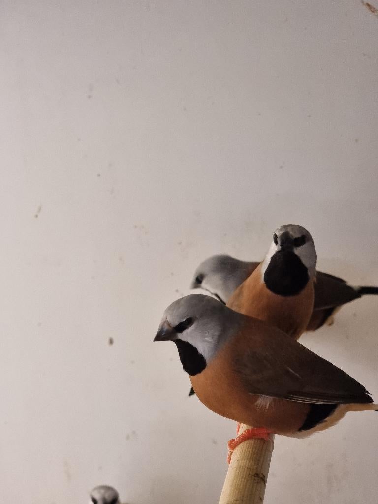 Gordelgrasvink | Wildkleur | Deskundig advies, Meerdere dieren, Tropenvogel