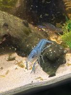 Jonge floridakreeftjes 4a5 cm, Kreeft, Krab of Garnaal