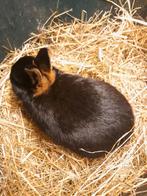 KLEURDWERG RAM, DWERGKONIJN., Dieren en Toebehoren, Mei, Mannelijk, Overige typen