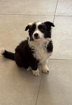 Prachtige Border Collie x Shetland Sheepdog pups te koop, Dieren en Toebehoren, Particulier, 8 tot 15 weken, Parvo, Meerdere