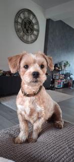 Pups in aantocht!, 8 tot 15 weken, Teef, Parvo, Eén hond