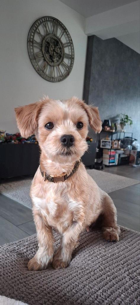 Pups in aantocht!, Dieren en Toebehoren, Honden | Niet-rashonden, Teef, Particulier, Eén hond, Nederland, 8 tot 15 weken, CDV (hondenziekte)