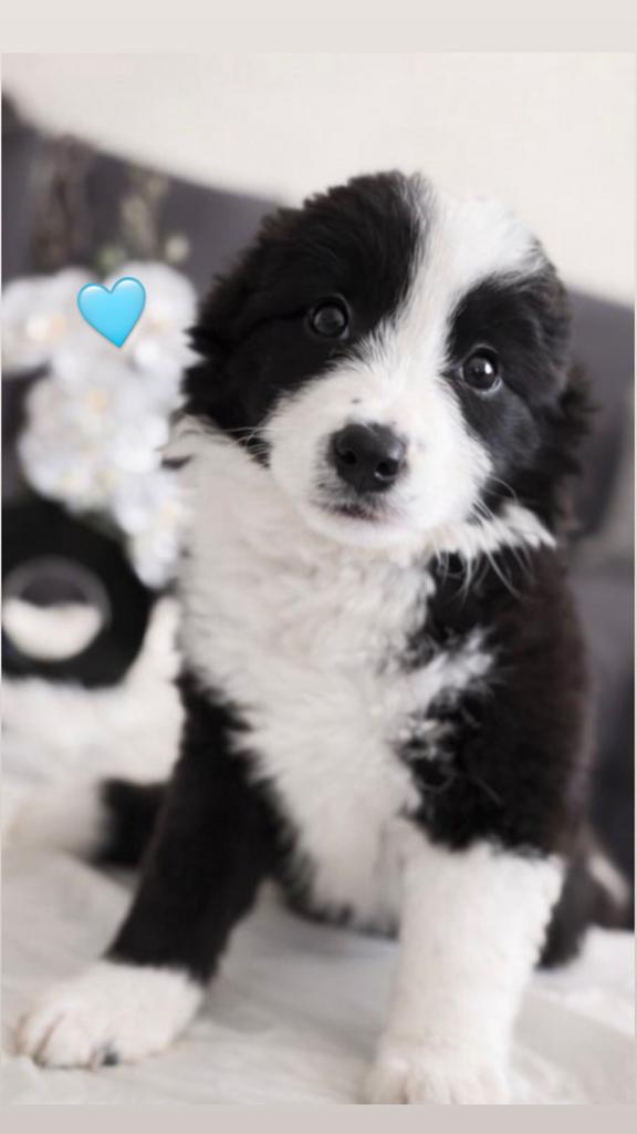 Prachtige Border Collie x Shetland Sheepdog pups te koop, België, Particulier, 8 tot 15 weken, Collie