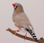 Gezocht, Bleekrug zebravink mannen, Mannelijk