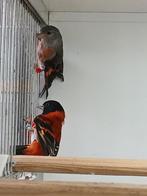 Kapoetssijsen, Dieren en Toebehoren, Vogels | Overige Vogels, Meerdere dieren, Tropenvogel, Geringd