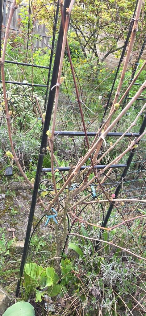 Diverse druiven struiken, Ophalen, Volle zon, Overige soorten, Minder dan 100 cm