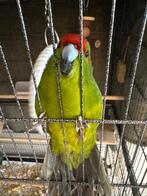 Kakariki’s met complete kooi en accessoires – setprijs €75, Dieren en Toebehoren, Vogels | Parkieten en Papegaaien, Meerdere dieren