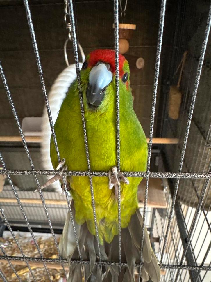 Kakariki’s met complete kooi en accessoires – setprijs €75, Dieren en Toebehoren, Vogels | Parkieten en Papegaaien, Parkiet, Meerdere dieren