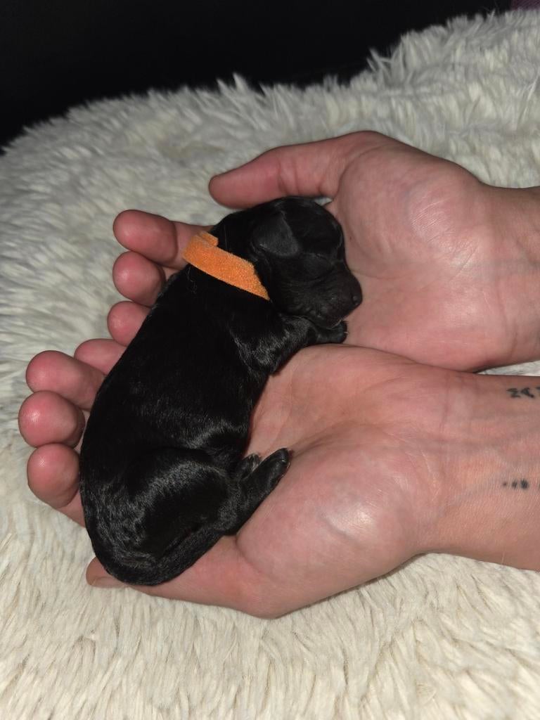 Labradoodle pups (multigen), Overige rassen, 8 tot 15 weken, Meerdere, Meerdere dieren