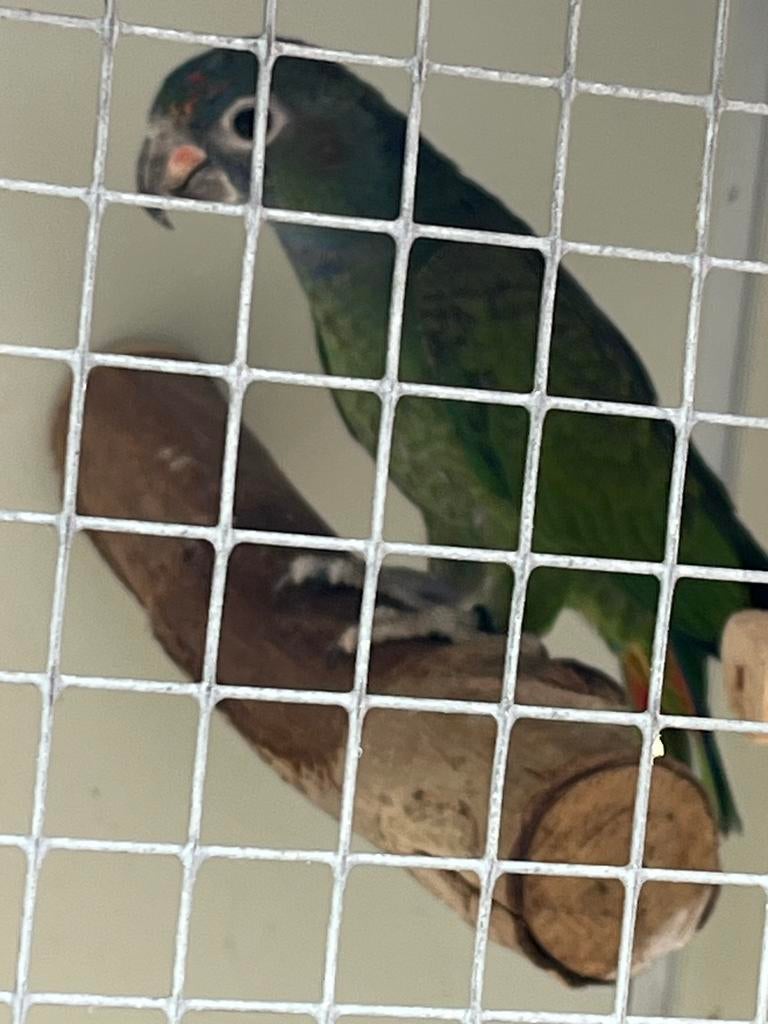 Pionus menstruus. Pop, Dieren en Toebehoren, Vrouwelijk, Papegaai, Geringd