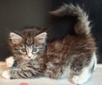 Maine Coon kitten zwart/grijs/wit ❤️poesje❤️, Poes, Ontwormd, 0 tot 2 jaar