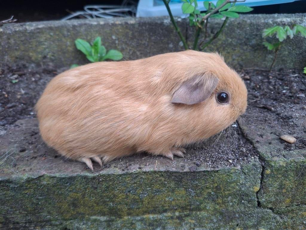 2 california beertjes, Dieren en Toebehoren, Cavia, Februari, Mannelijk, Tam