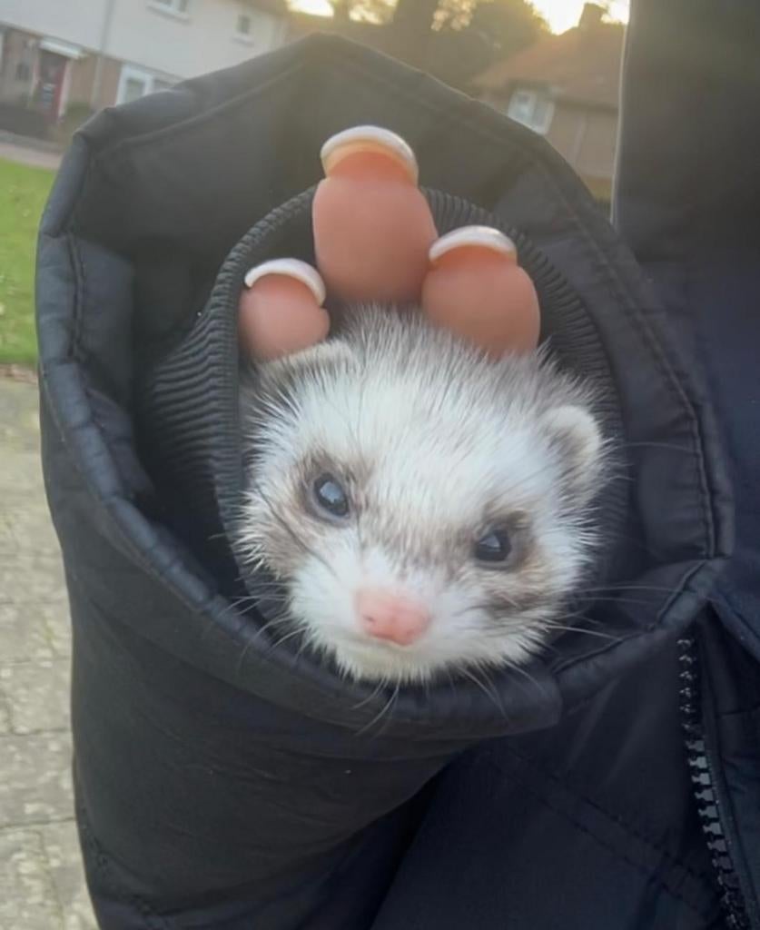 Onze lieve Fred zoekt een ander huisje i.v.m. allergie, Dieren en Toebehoren, Overige Dieren-accessoires, Ophalen, Zo goed als nieuw