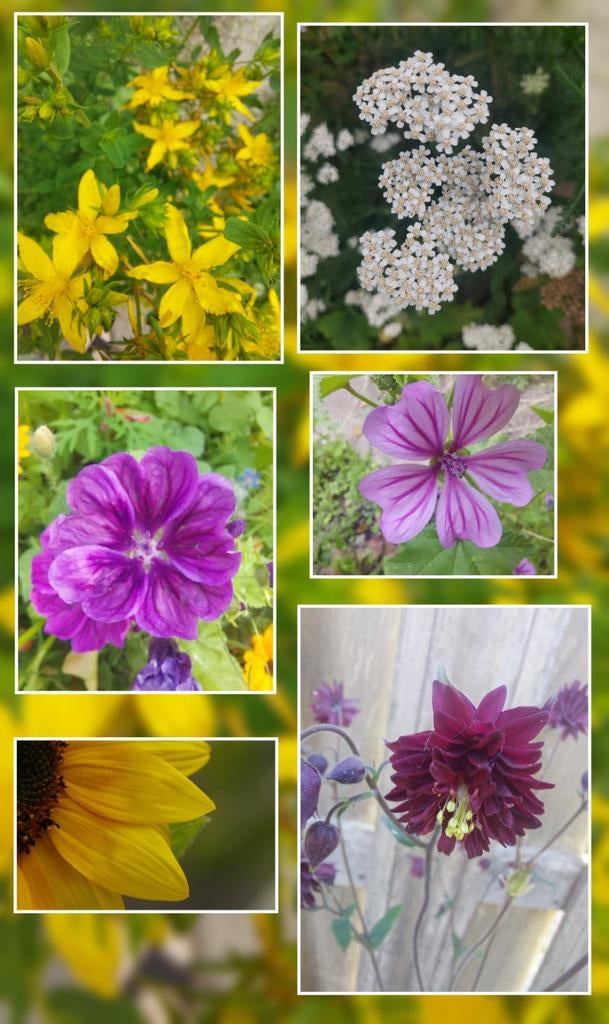 BIO bloemenzaden, Ophalen of Verzenden, Voorjaar, Volle zon, Zaad