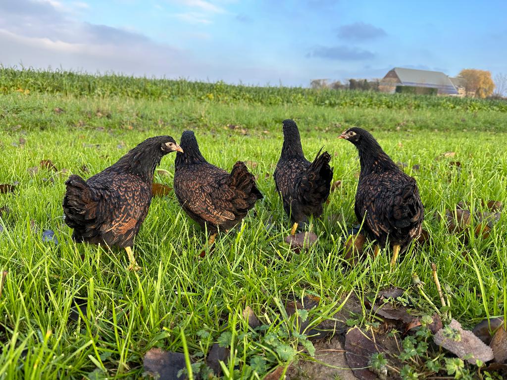 Jonge Barnevelder kriel bruin gezoomd gesekst & ingeënt, Dieren en Toebehoren, Pluimvee, Vrouwelijk, Kip