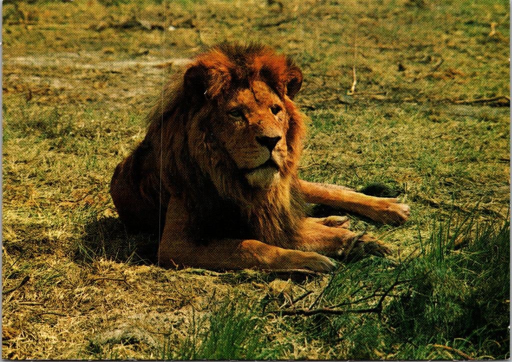 Beekse Bergen Safaripark Hilvarenbeek - 6 ansichtkaarten, Verzamelen, Verzenden, 1960 tot 1980, Gelopen, Noord-Brabant