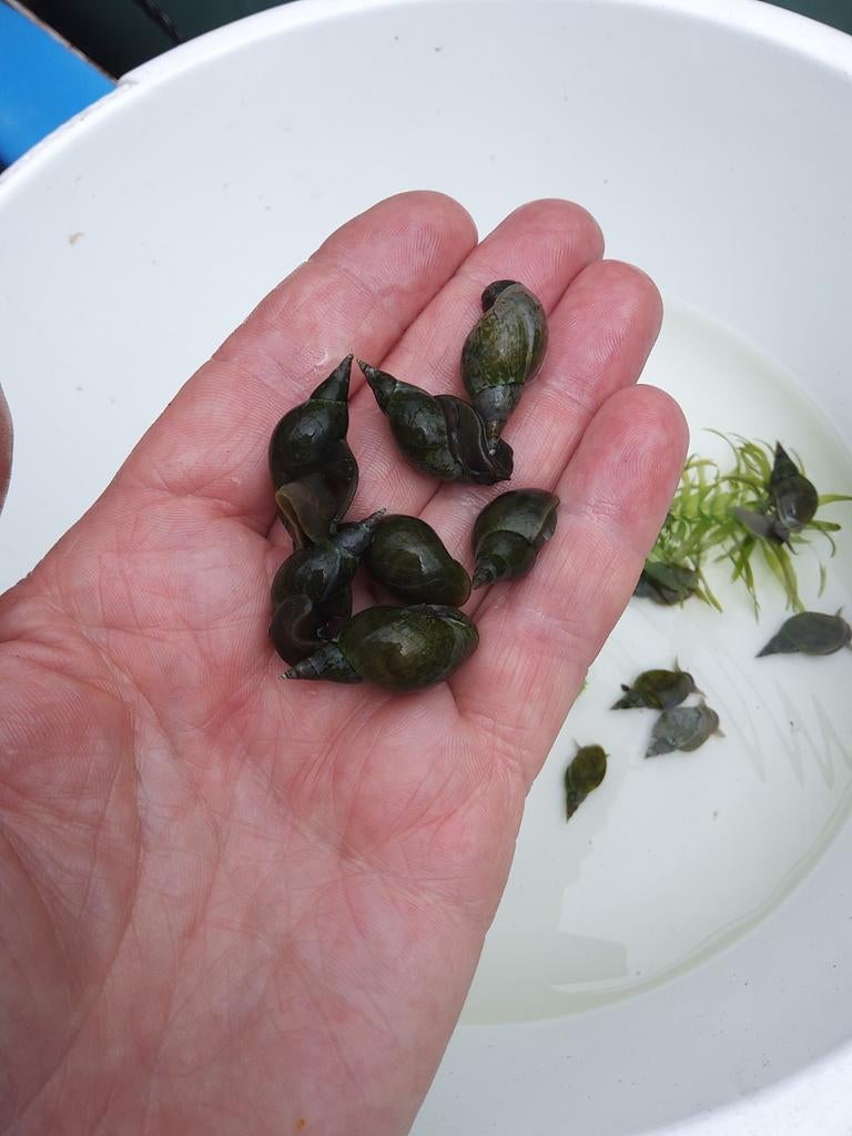 Poelslakken en Posthoornslakken, Tuin en Terras, Ophalen of Verzenden, Nieuw