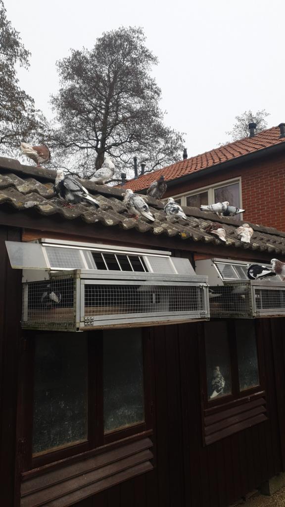 Doffers HAAGSE TILDUIVEN KROPPERS 2 stuks, Meerdere dieren, Kropper