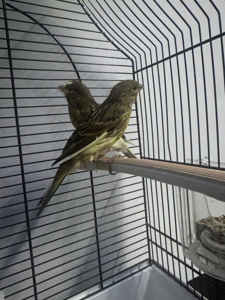 Kanaries, Dieren en Toebehoren, Meerdere dieren, Kleurkanarie