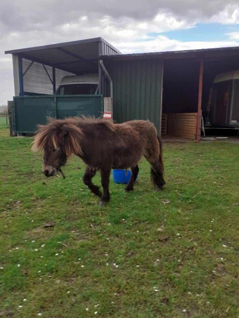 Te Koop Mini Paardje, Dieren en Toebehoren, Merrie, Gechipt, A pony (tot 1.17m), 3 tot 6 jaar