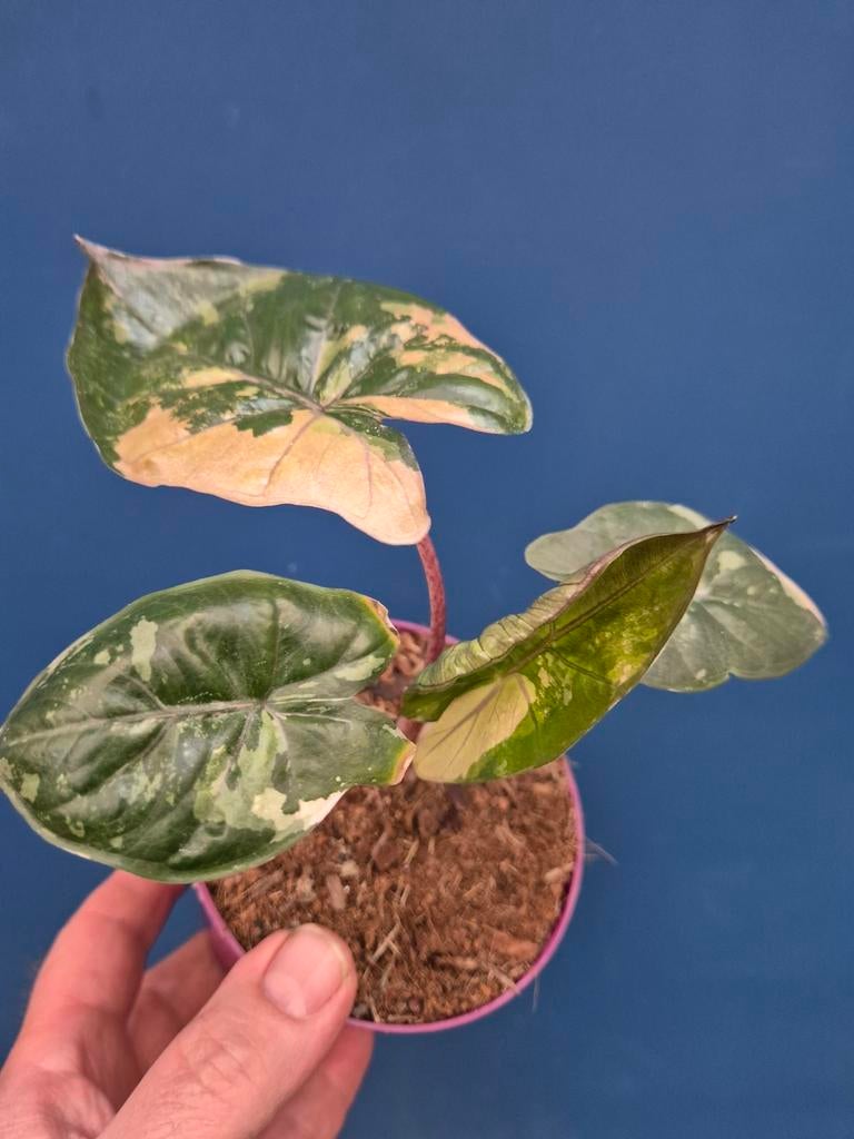 Alocasia Yutacan Princess p10 (1), Ophalen of Verzenden, Halfschaduw, Minder dan 100 cm