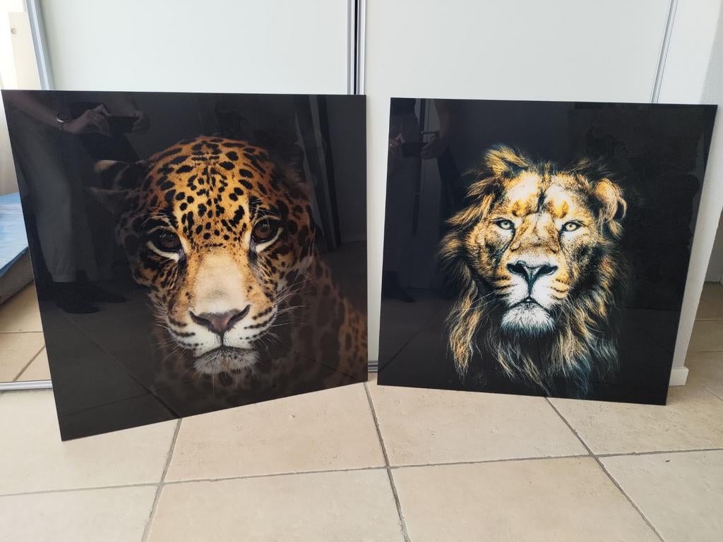 Foto's van leeuw en panter op plexiglas, Ophalen, Foto of Poster, 75 cm of meer