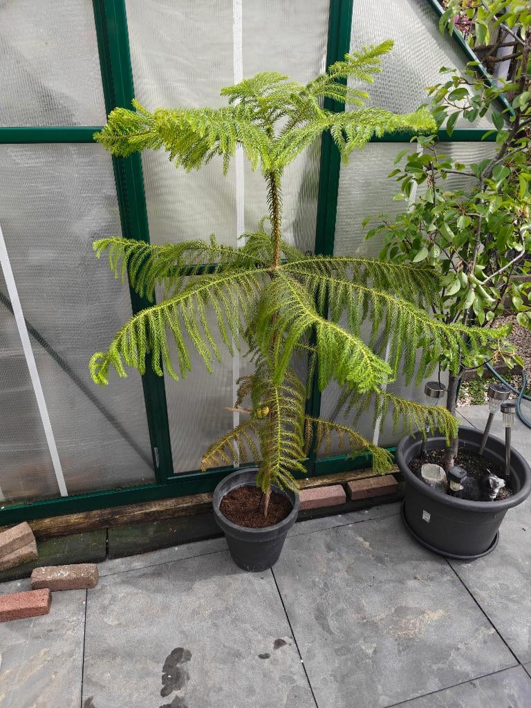 Mooie kamerden voor binnen of buiten, Ophalen, 100 tot 150 cm, Overige soorten, Halfschaduw