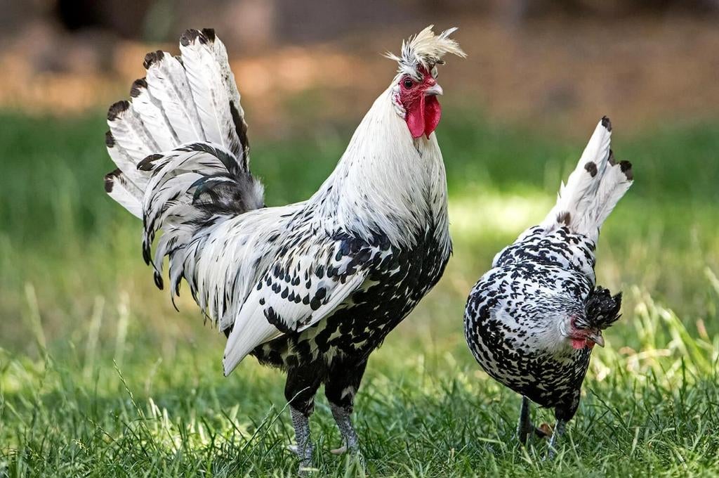 Gezocht appenzeller spitskuif, Dieren en Toebehoren, Meerdere dieren, Kip