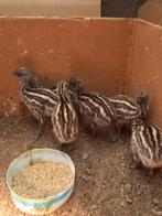 Emoe,emoekuiken,emoe kuikens, Dieren en Toebehoren, Vogels | Overige Vogels, Meerdere dieren