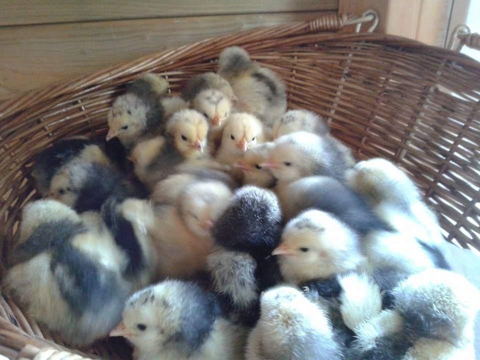 Broedeieren van Lakenvelder kippen., Dieren en Toebehoren, Pluimvee, Geslacht onbekend, Kip