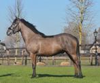 5 jarige D pony ruin, Gechipt, Ruin, Dressuurpony, 3 tot 6 jaar