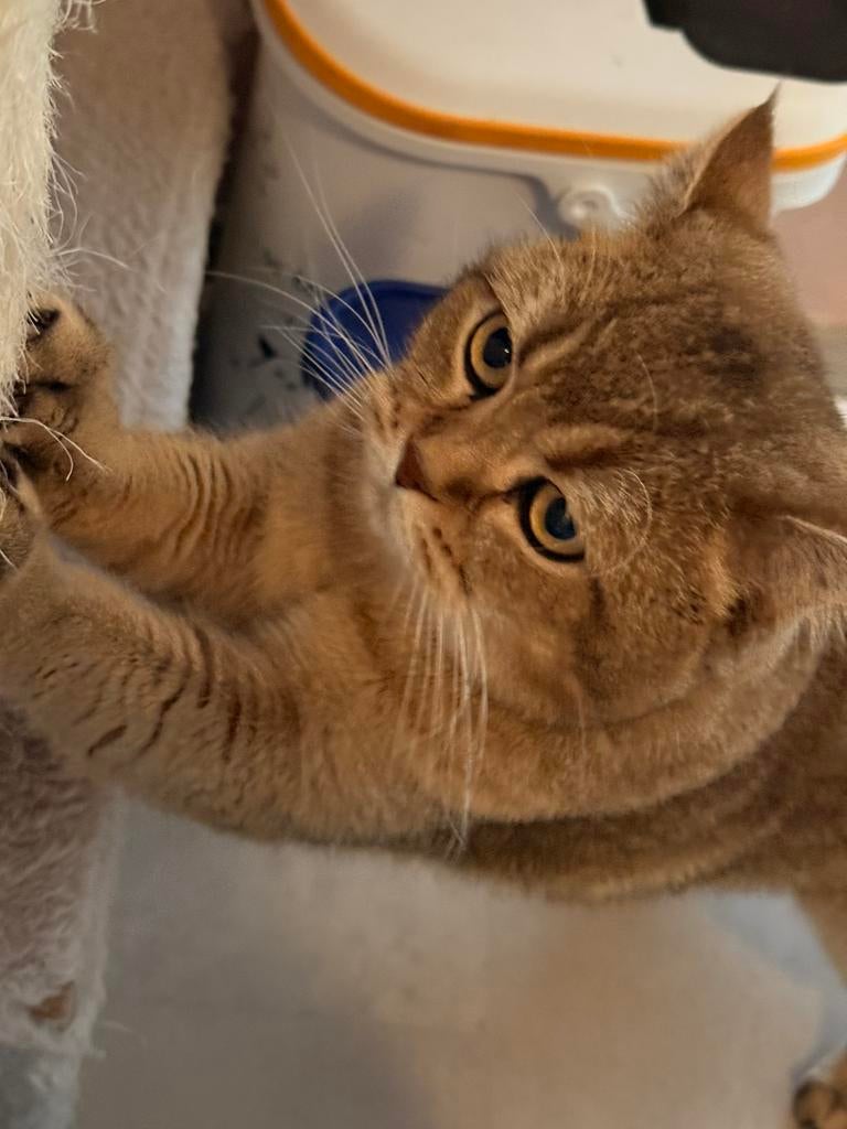 Dekkater ! Britsekorthaar golden., Dieren en Toebehoren, Kater