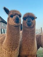 Alpaca hengsten 2025 - halstermak, lief, Dieren en Toebehoren, Overige Dieren, Juni, Mannelijk
