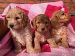 Cockapoo pups  .Engelse cockerspaniel x dwerg poedel, Dieren en Toebehoren, Parvo, Overige rassen, 8 tot 15 weken, Meerdere
