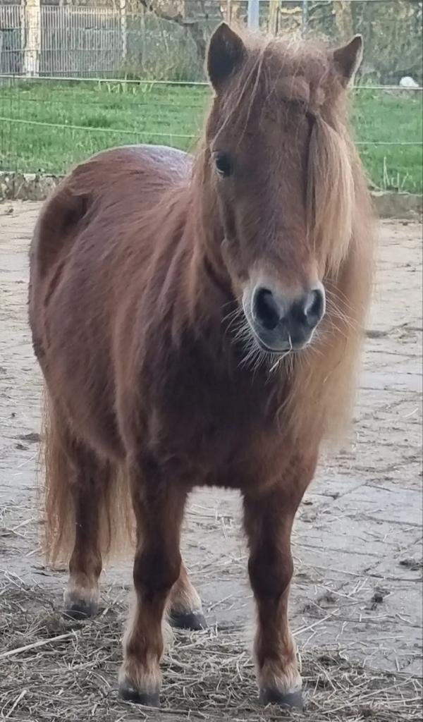 Iemand die het leuk vind, Ophalen of Verzenden, Nieuw, Recreatie