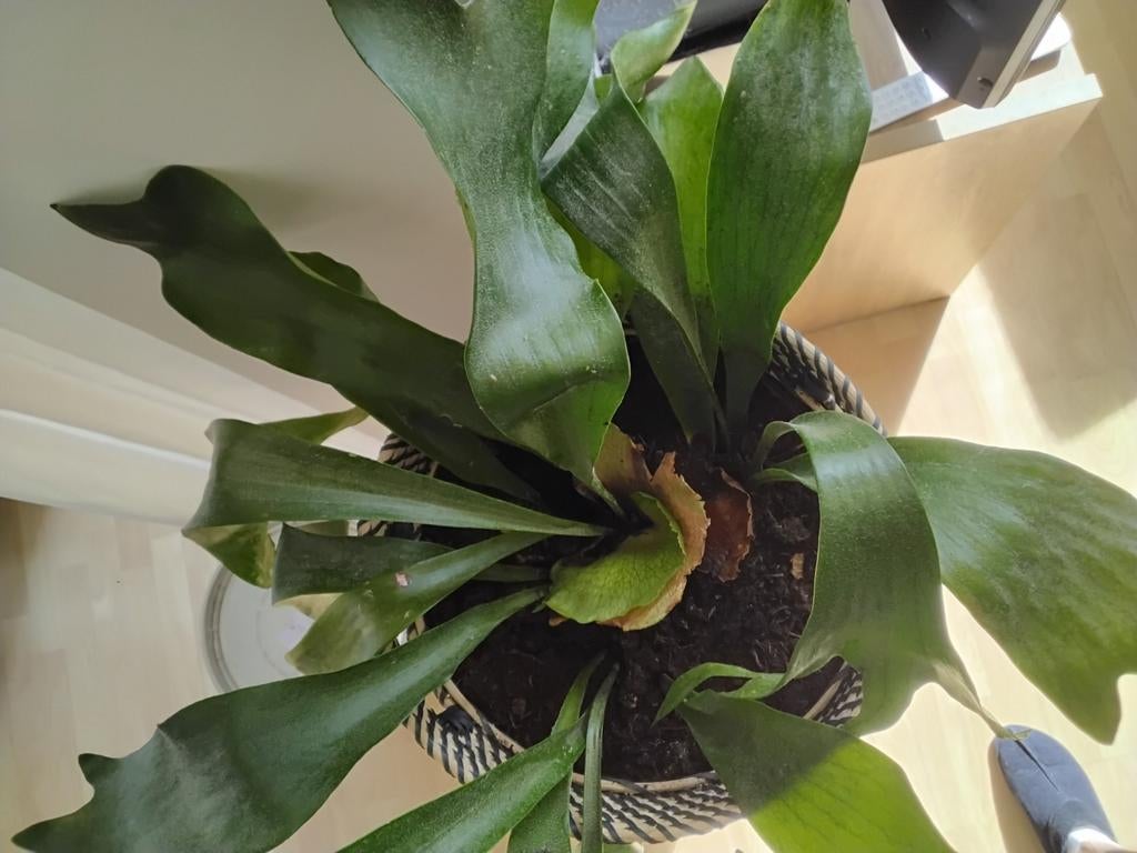 Plant Hertshoorn varen  30.00, Ophalen of Verzenden