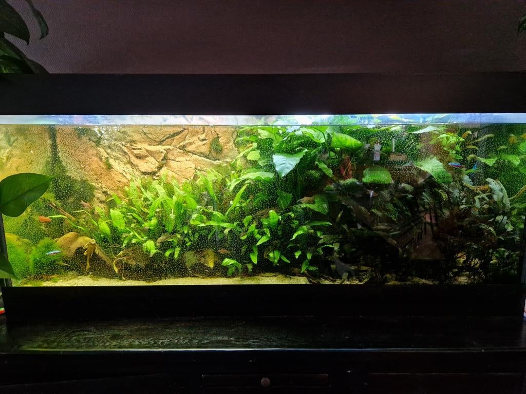 Aquarium 120 x 40 x 55, Ophalen, Zo goed als nieuw, Gevuld zoetwateraquarium