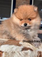 Pomeriaan pups, Parvo, Keeshond, 8 tot 15 weken, Meerdere