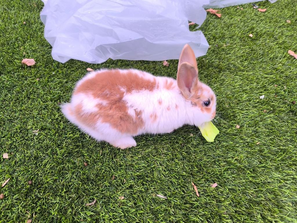 Konijntje van 10 weken, Dieren en Toebehoren, Konijnen, Mannelijk, Dwerg